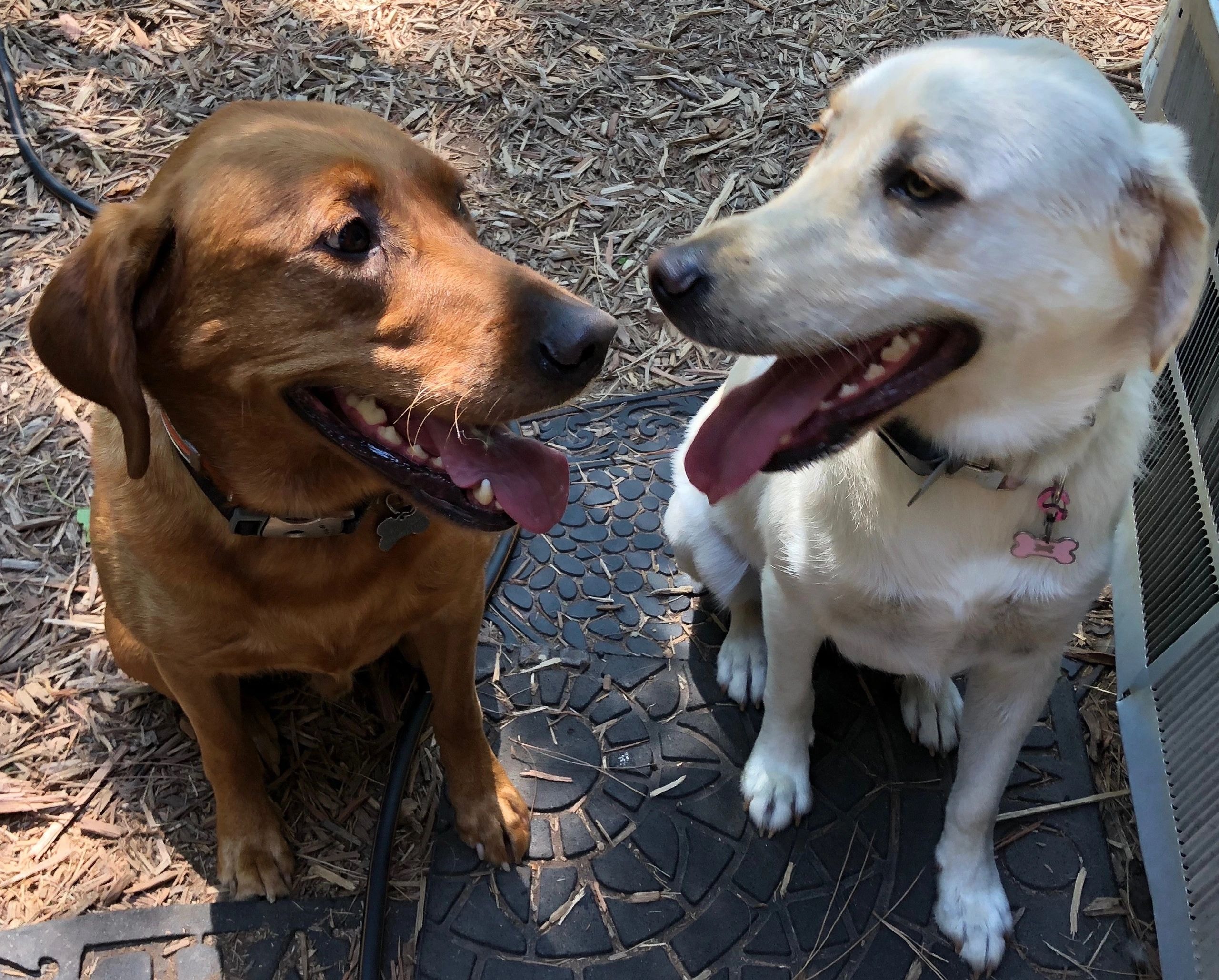 Happy dogs playing together at dog park