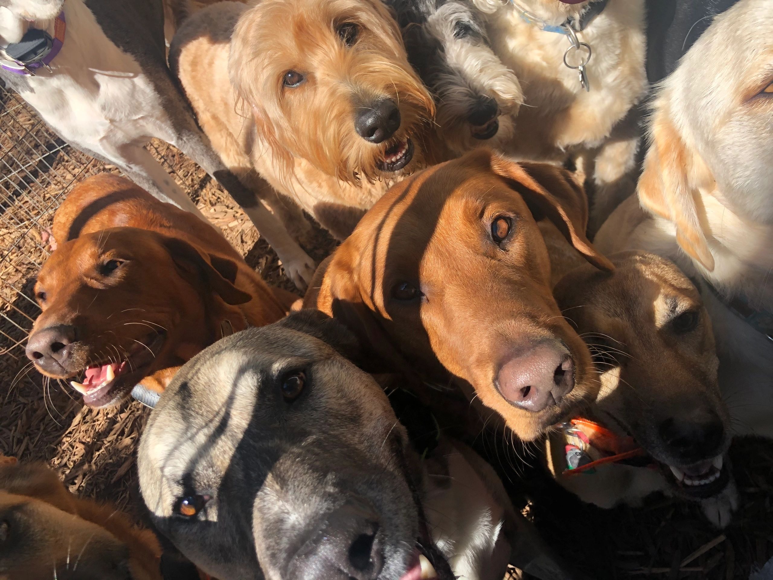 Dogs socializing and running outdoors